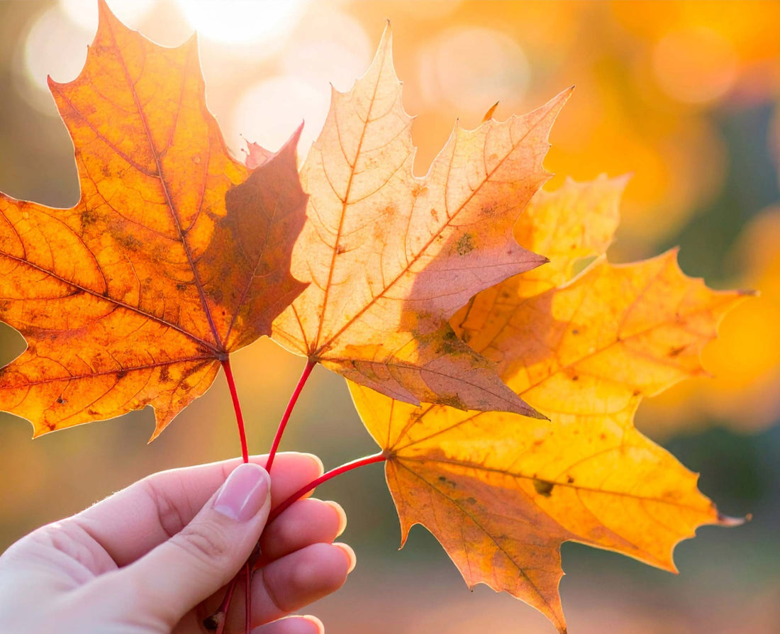 Mikronährstoffe im Herbst – Vitamin D, C, Zink und Magnesium für die kalte Jahreszeit