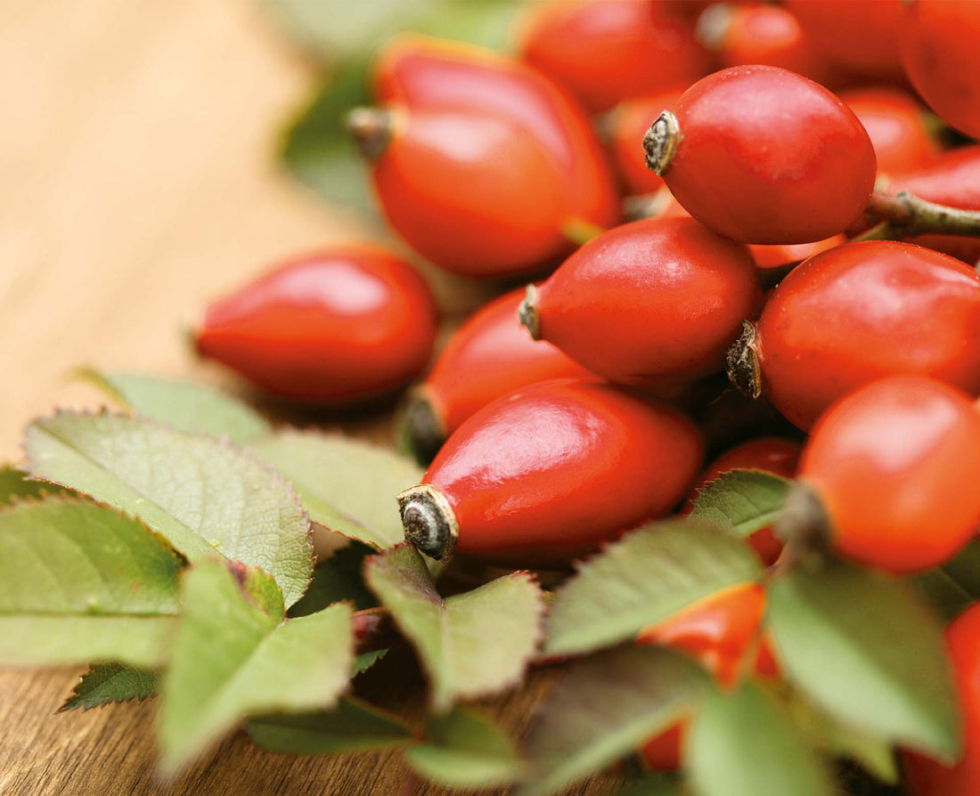 AP-4® Hagebutte aus Chile – Bio-Qualität als Pulver und Kapseln von Raab Vitalfood