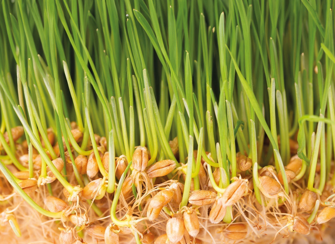 Spermidin aus Bio-Weizenkeimen – Polyamine & pflanzliche Nahrungsergänzung | Raab Vitalfood