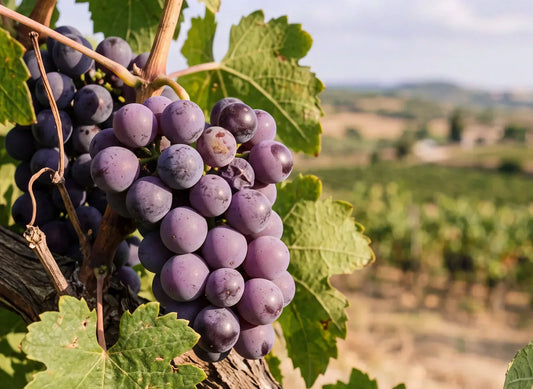 Trauben an der Rebe in einem Weinberg – Quelle für Traubenkerne und OPC