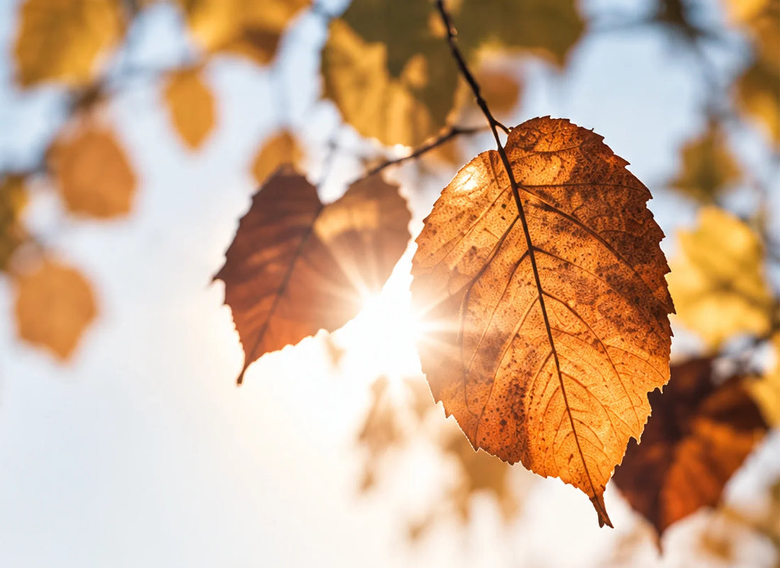 Zeitumstellung im Herbst: Was unsere innere Uhr jetzt braucht