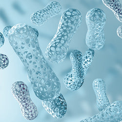 Milchsäurebakterien