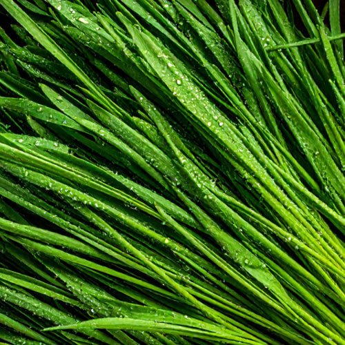 Raab Vitalfood Bio Gräser und Blätter - Gerstengras, Weizengras, Brennnessel und Pflanzenpulver aus Deutschland